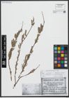 Foto von Salix viminalis L.